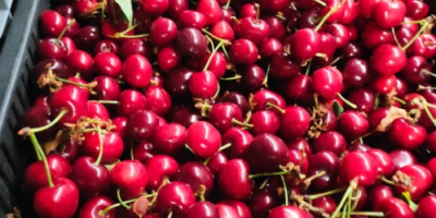 Venderé cerezas directamente de productores de Hungría.