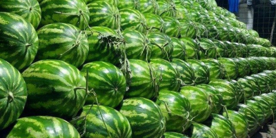 jugosos melones de Uzbekistán