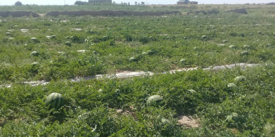 jugosos melones de Uzbekistán