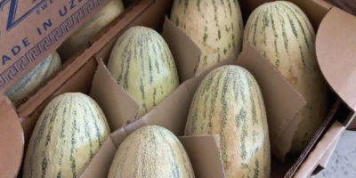 Los mejores melones de Uzbekistán, variedad TORPEDO. Ofrecemos otras