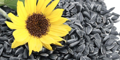 Venderé 5000 toneladas de girasol oleaginoso. Entrega en toda