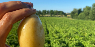 Patatas Bolonia variedad primura dop