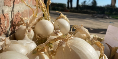 Cebolla amarilla blanca y dorada