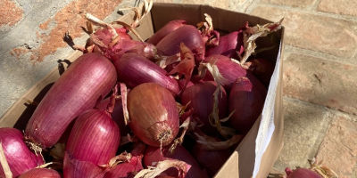 Cebolla amarilla blanca y dorada