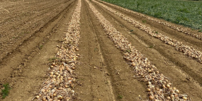 Cebolla amarilla blanca y dorada