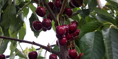 Vendo cerezas KORDIA y REGINA de Urechesti-Dumbraveni, la zona