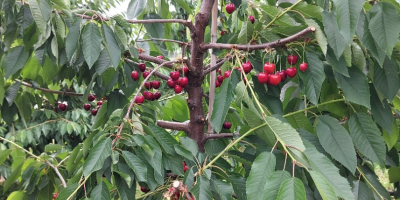 Vendo cerezas KORDIA y REGINA de Urechesti-Dumbraveni, la zona