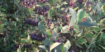 Aronia Melanocorpa 100% Ecológica!