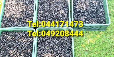 Aronia Melanocorpa 100% Ecológica!