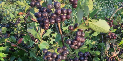 Aronia Melanocorpa 100% Ecológica!