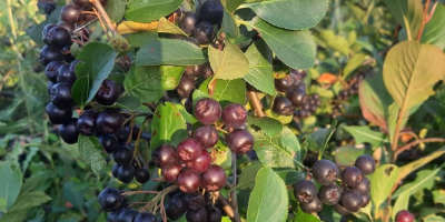 Aronia Melanocorpa 100% Ecológica!