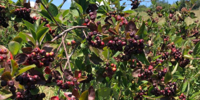 Nuestras Aronia se cultivan en el mejor entorno ecológico.