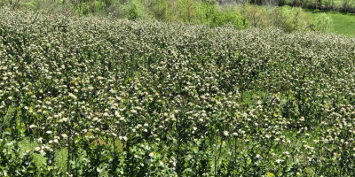 Nuestras Aronia se cultivan en el mejor entorno ecológico.