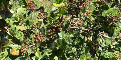 Nuestras Aronia se cultivan en el mejor entorno ecológico.