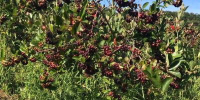 Nuestras Aronia se cultivan en el mejor entorno ecológico.