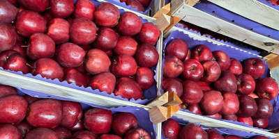 Exportamos manzanas a cadenas de supermercados e importadores europeos.