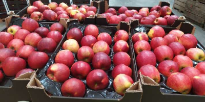 Exportamos manzanas a cadenas de supermercados e importadores europeos.