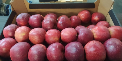 Exportamos manzanas a cadenas de supermercados e importadores europeos.
