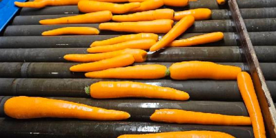 Exportamos manzanas a cadenas de supermercados e importadores europeos.