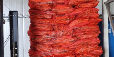 Exportamos manzanas a cadenas de supermercados e importadores europeos.
