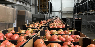 Ofrecemos envíos de patatas y otras verduras procedentes de
