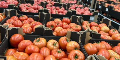 Ofrecemos entregas de patatas y otras verduras desde Polonia