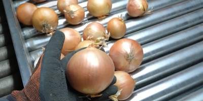 Ofrecemos entrega de patatas y otras verduras desde Polonia