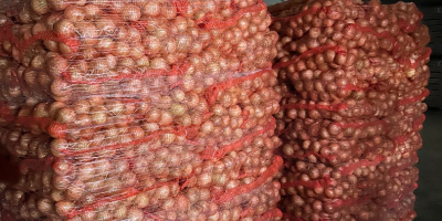 Ofrecemos envíos de patatas y otras verduras desde Polonia