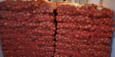 Ofrecemos entrega de patatas y otras verduras desde Polonia
