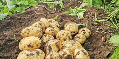 Patatas nuevas a la venta, condado de Galati, comuna