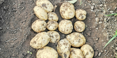 Patatas nuevas a la venta, condado de Galati, comuna