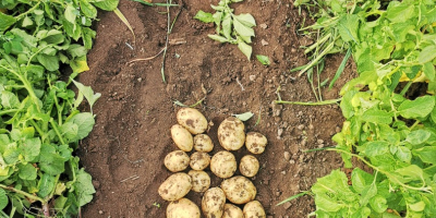 Patatas nuevas a la venta, condado de Galati, comuna