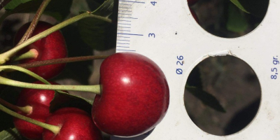 Vendo cerezas calibre 26+, Rep. Moldavia, cantidad 20-25t, no
