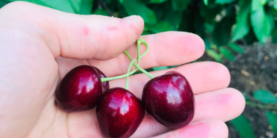 Cerezas de alta calidad, calibre 27+. Criado en una