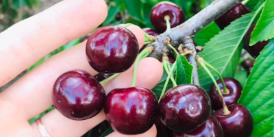 Cerezas de alta calidad, calibre 27+. Criado en una