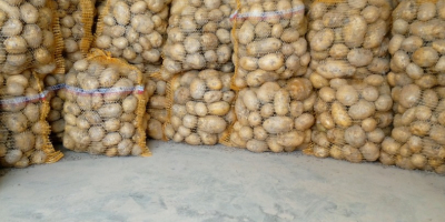 Vendo papas comestibles empacadas de 15 kg o bajo