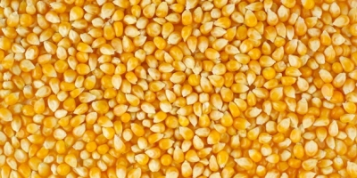Estamos buscando maíz para alimento de aves, necesitamos una