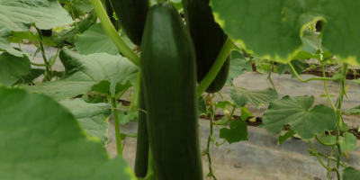 Venderé pepino de invernadero al por mayor. Bonito sencillo