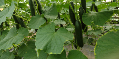 Venderé pepino de invernadero al por mayor. Bonito sencillo