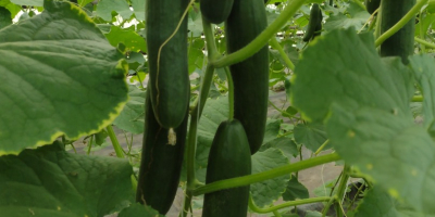 Venderé pepino de invernadero al por mayor. Bonito sencillo