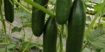 Venderé pepino de invernadero al por mayor. Bonito sencillo