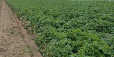 Ofrezco a la venta patatas polacas de un agricultor