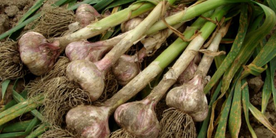 Ajo ORNAK, picante, bien parecido con dientes grandes. Plantación