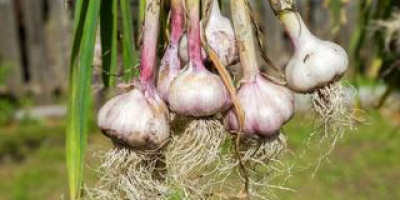 Ajo ORNAK, picante, bien parecido con dientes grandes. Plantación