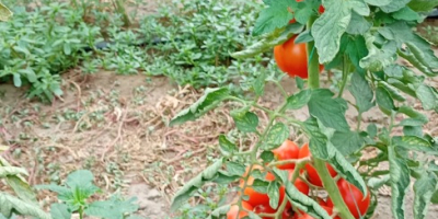 Tomates eco muy sabrosos