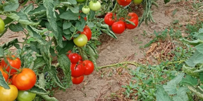 Tomates eco muy sabrosos