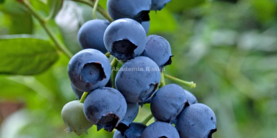 Vendo arándano americano, variedad temprana, duque, precio a convenir,