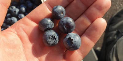 Vendo arándano americano, variedad temprana, duque, precio a convenir,