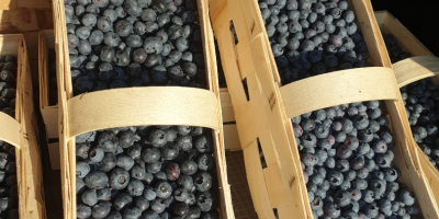 Vendo arándano americano, variedad temprana, duque, precio a convenir,