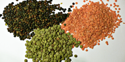 Ofrecemos cereales de alta calidad (alfalfa, festuca, sainfoinЮ, ballico,